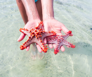 zanzibar.starfish
